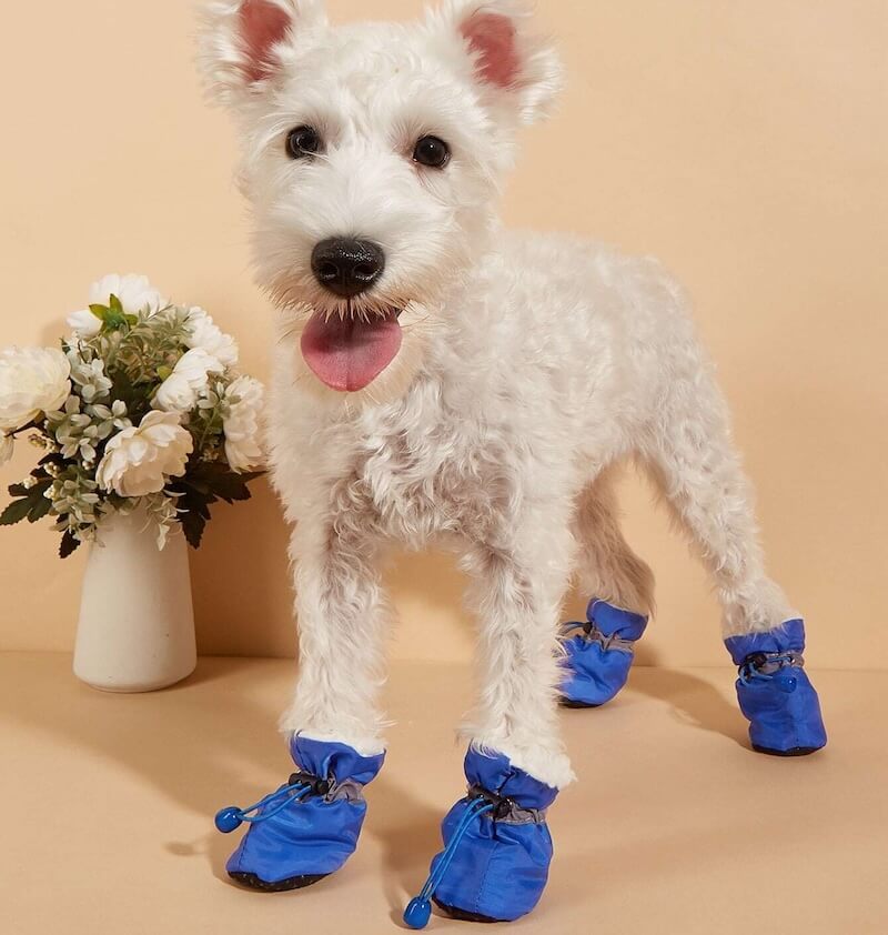 PetSafe Shoes™ (FREE Today)