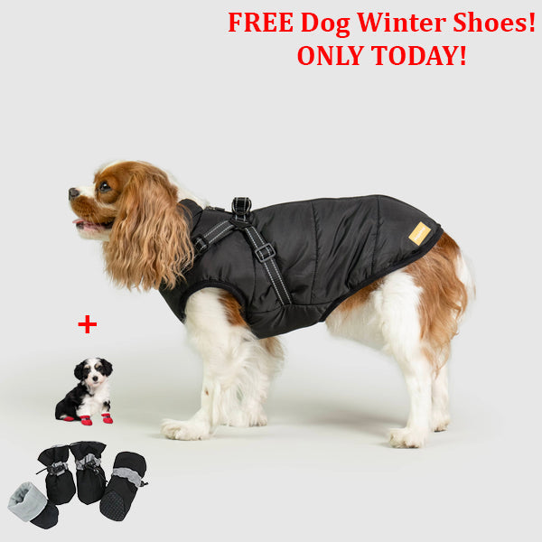 PetSafe 3 in 1 Jacket + FREE Shoes